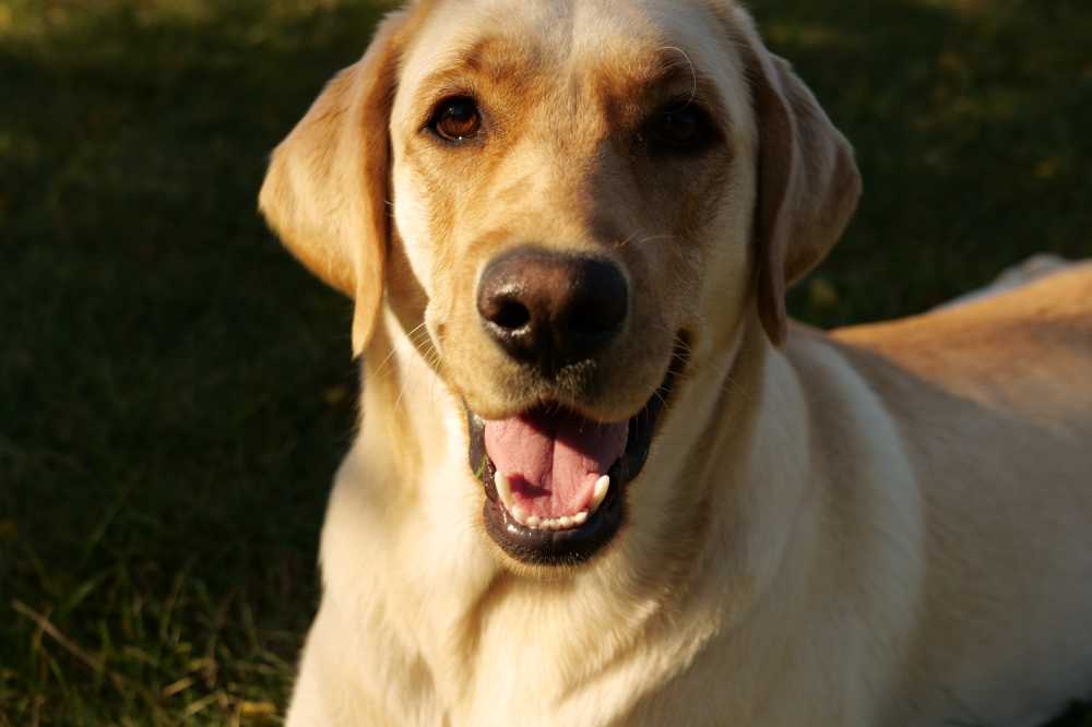 拉布拉多犬