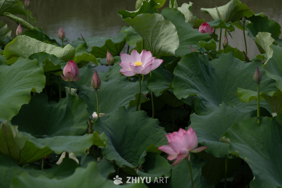 荷花 190