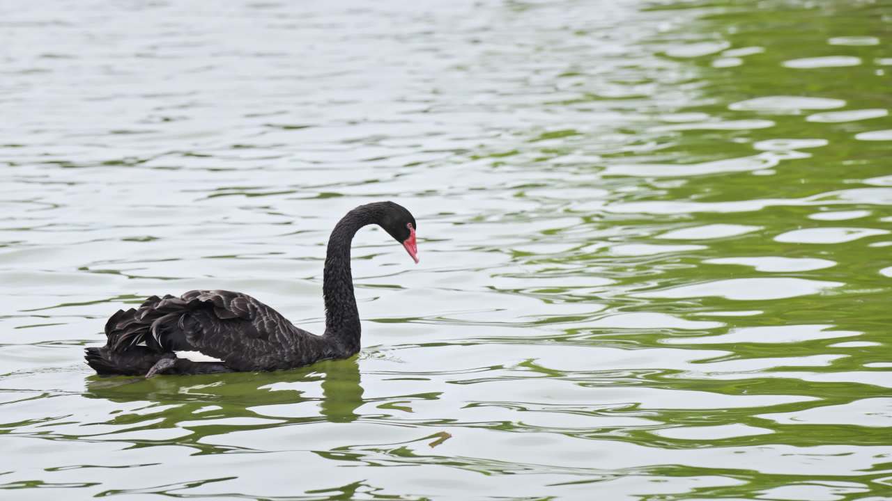 黑天鹅水中悠游