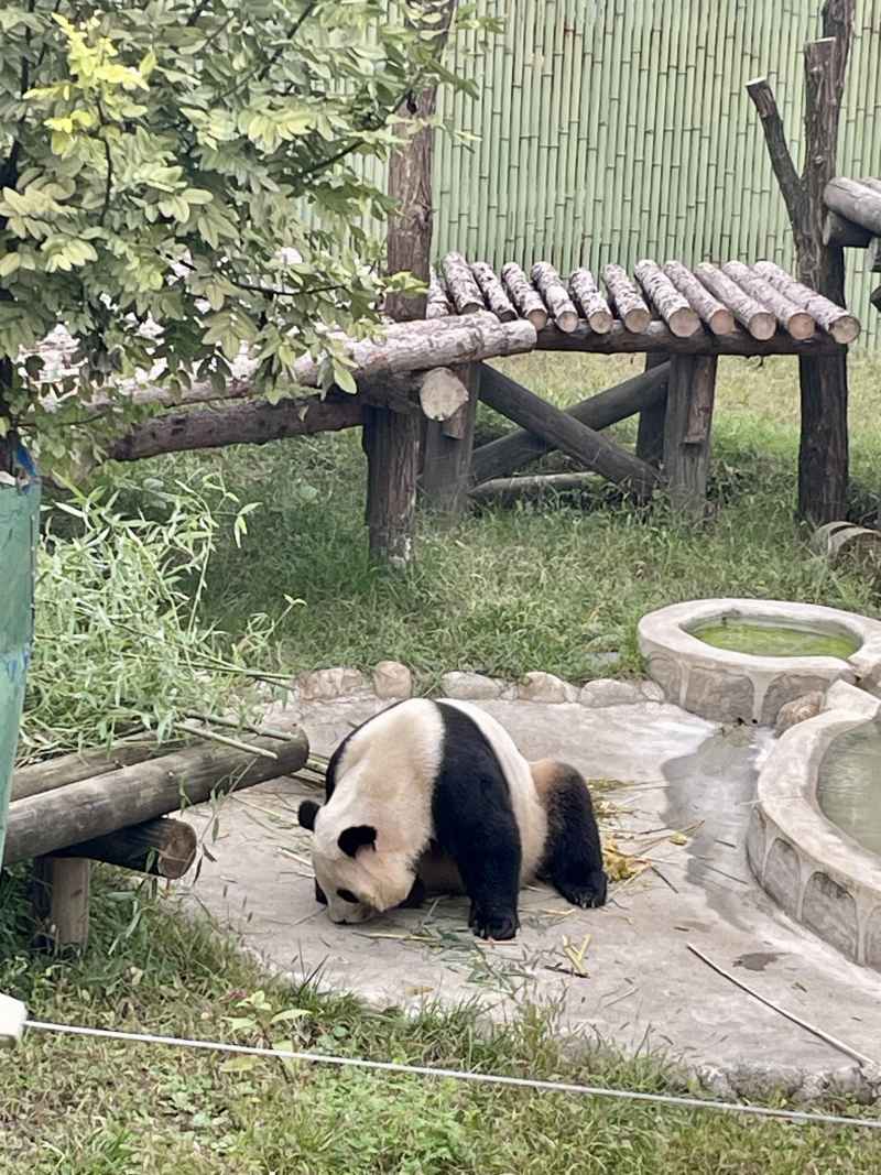 秦岭一路 四宝公园大熊猫