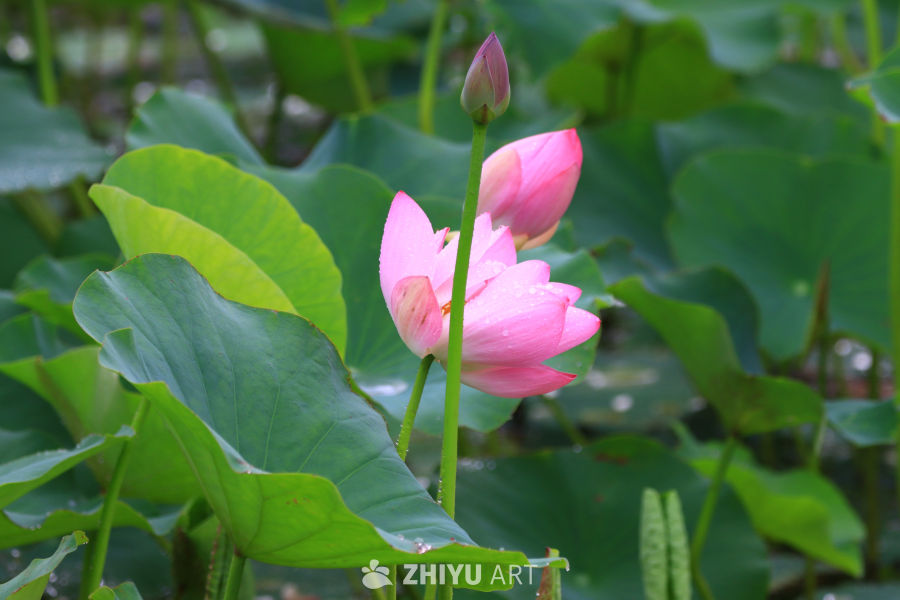 盛夏荷花 20