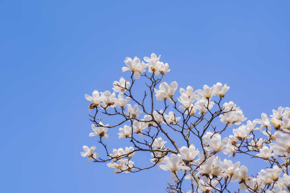 春天的那些花儿