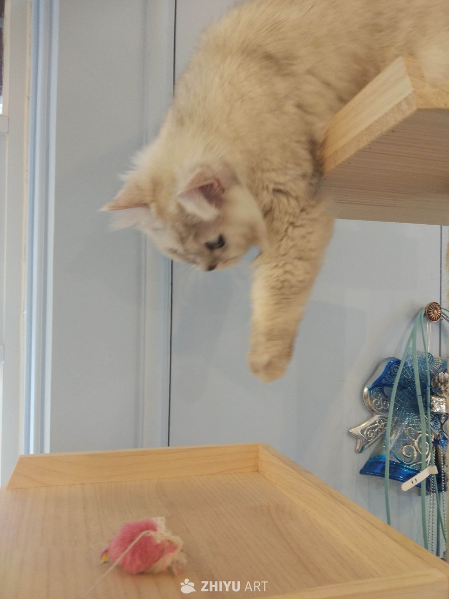 猫咪日常 4