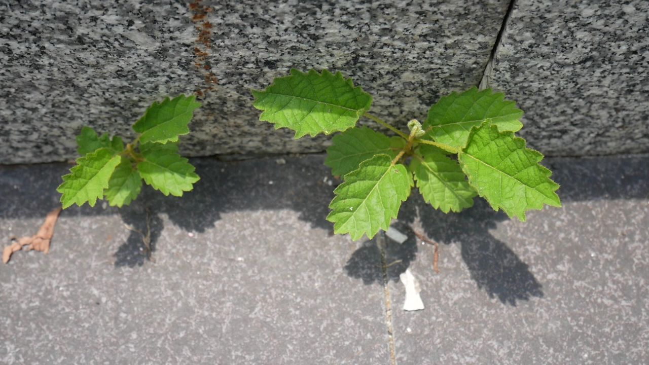 石阶缝中生长的黄钟木小苗