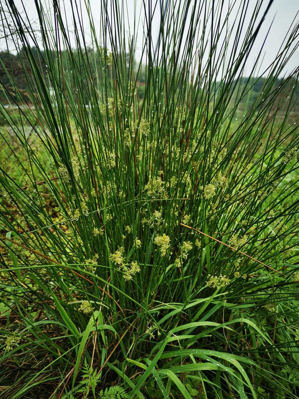 野草