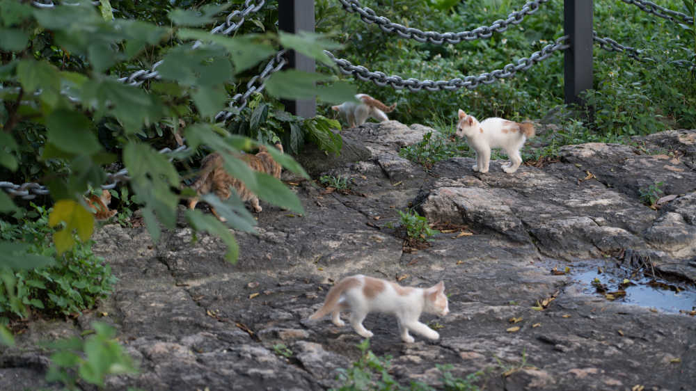 流浪猫全家福