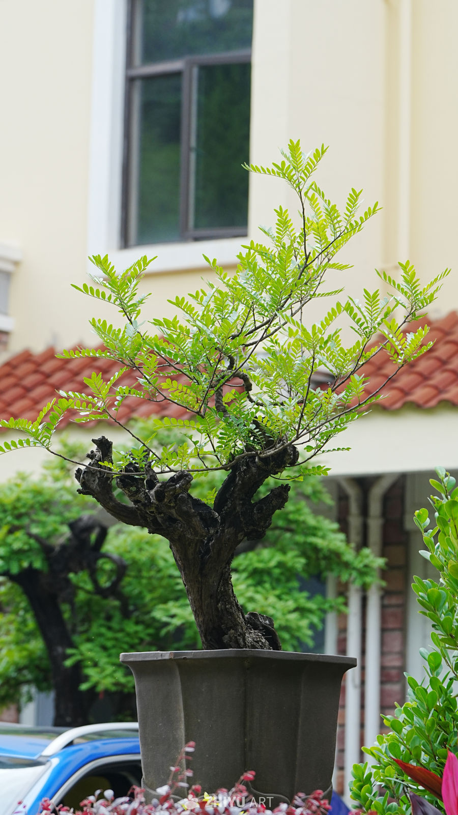 静谧的盆景与建筑