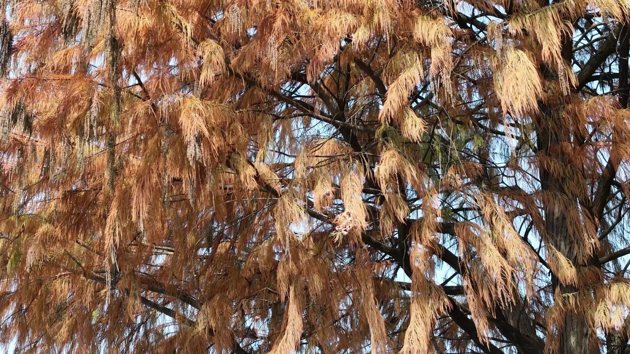 秋日枯黄树梢