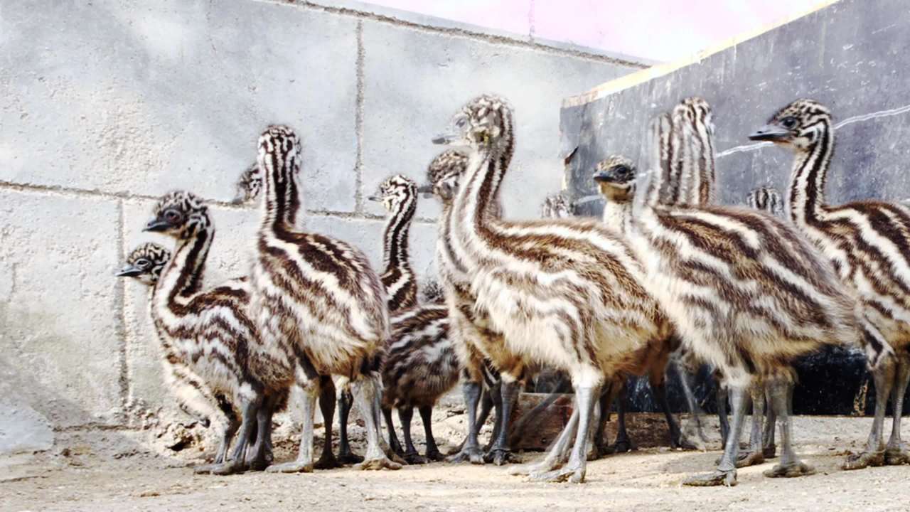 人工饲养鸵鸟幼鸟