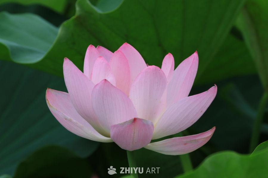 荷花 69