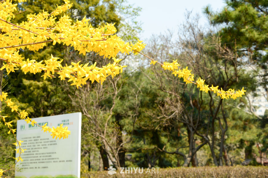 迎春花