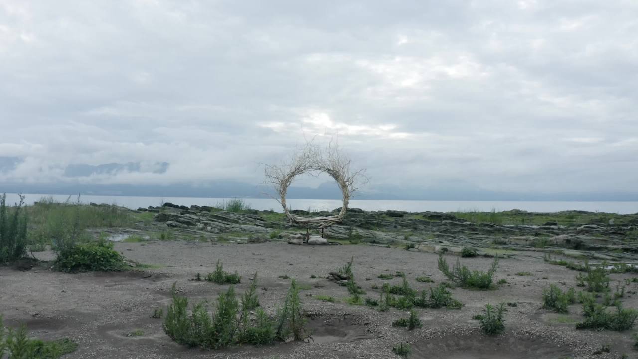 海岸枯树的静谧时光