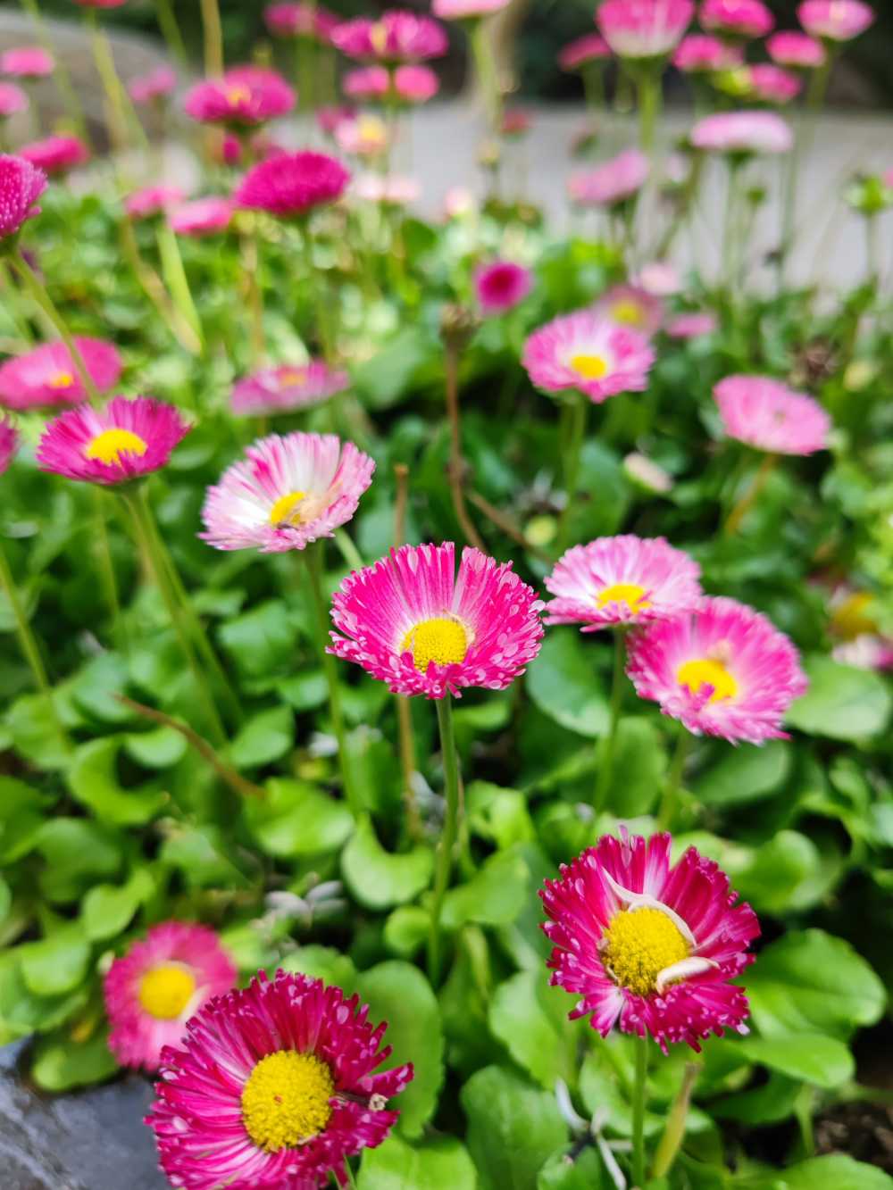 小花花