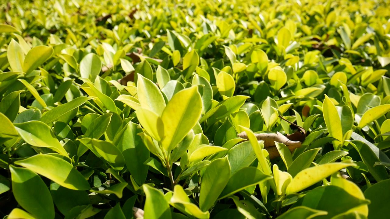 阳光下茂盛的黄金榕灌木丛