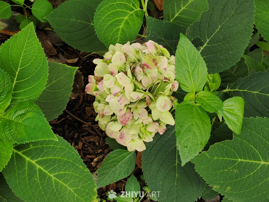 各种颜色的绣球花 1