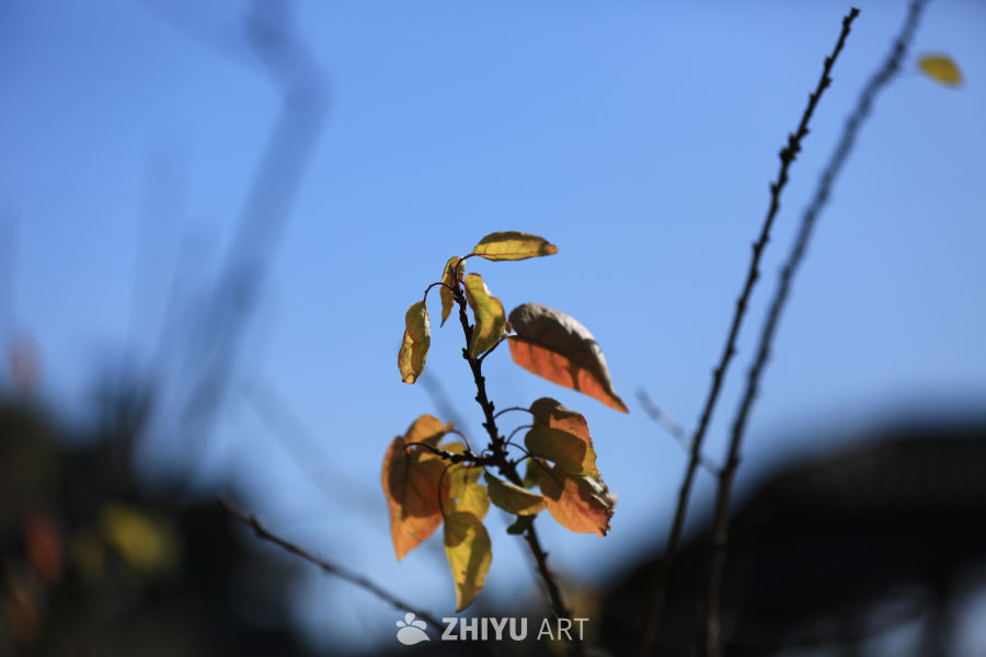 秋日的枝头