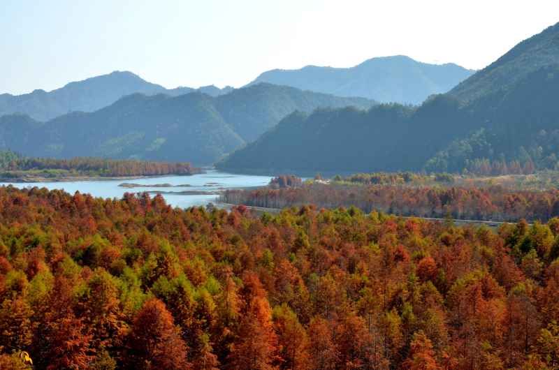 皖南川藏线 秋叶树林 18