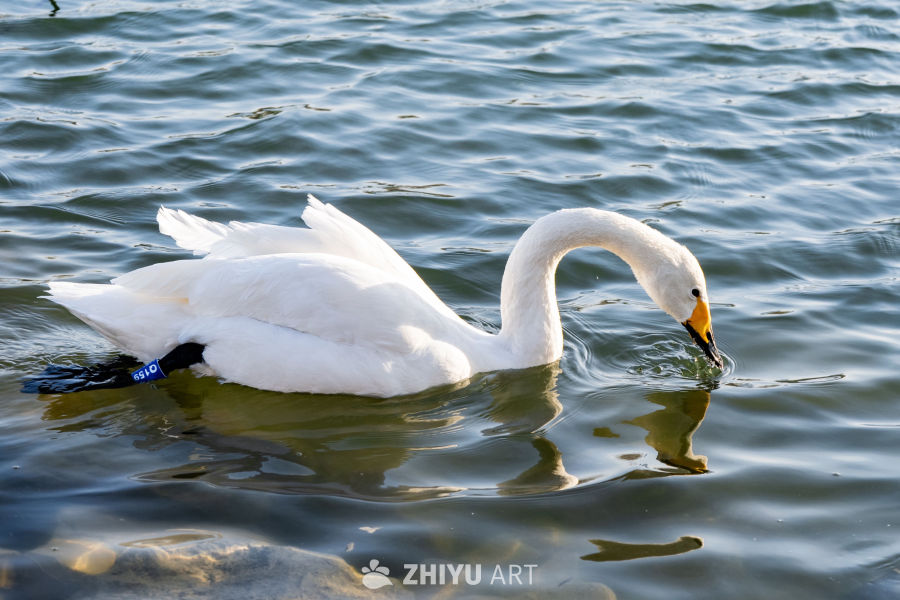 优雅天鹅水中觅食