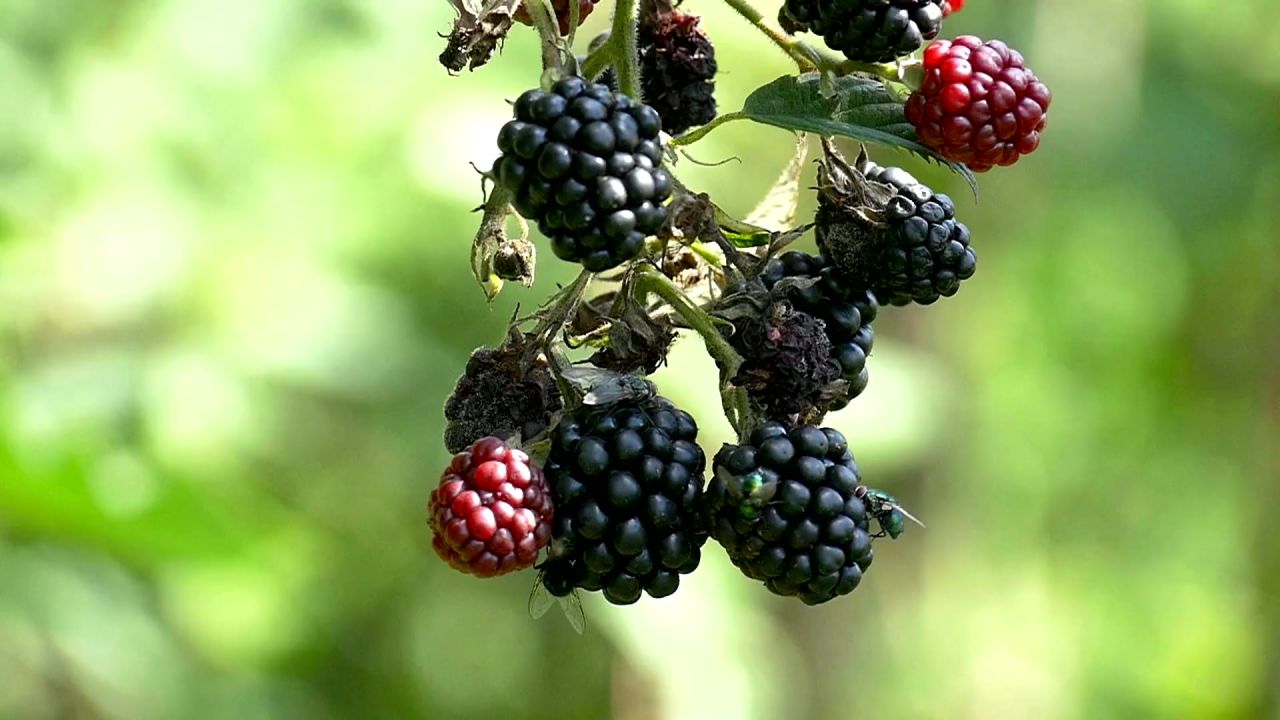 黑莓水果酸浆果吃