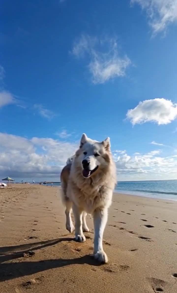 沙滩上行走的一只白毛犬，天空晴朗海边风景