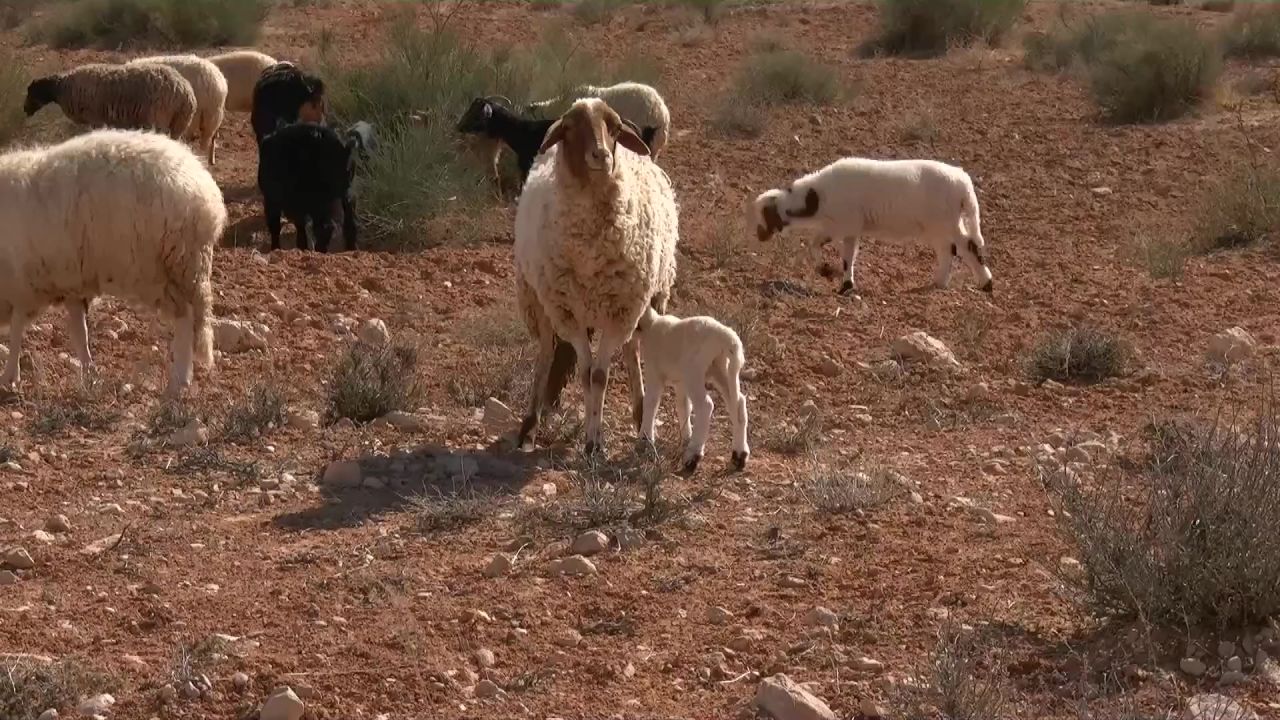 羊羊肉动物牛群