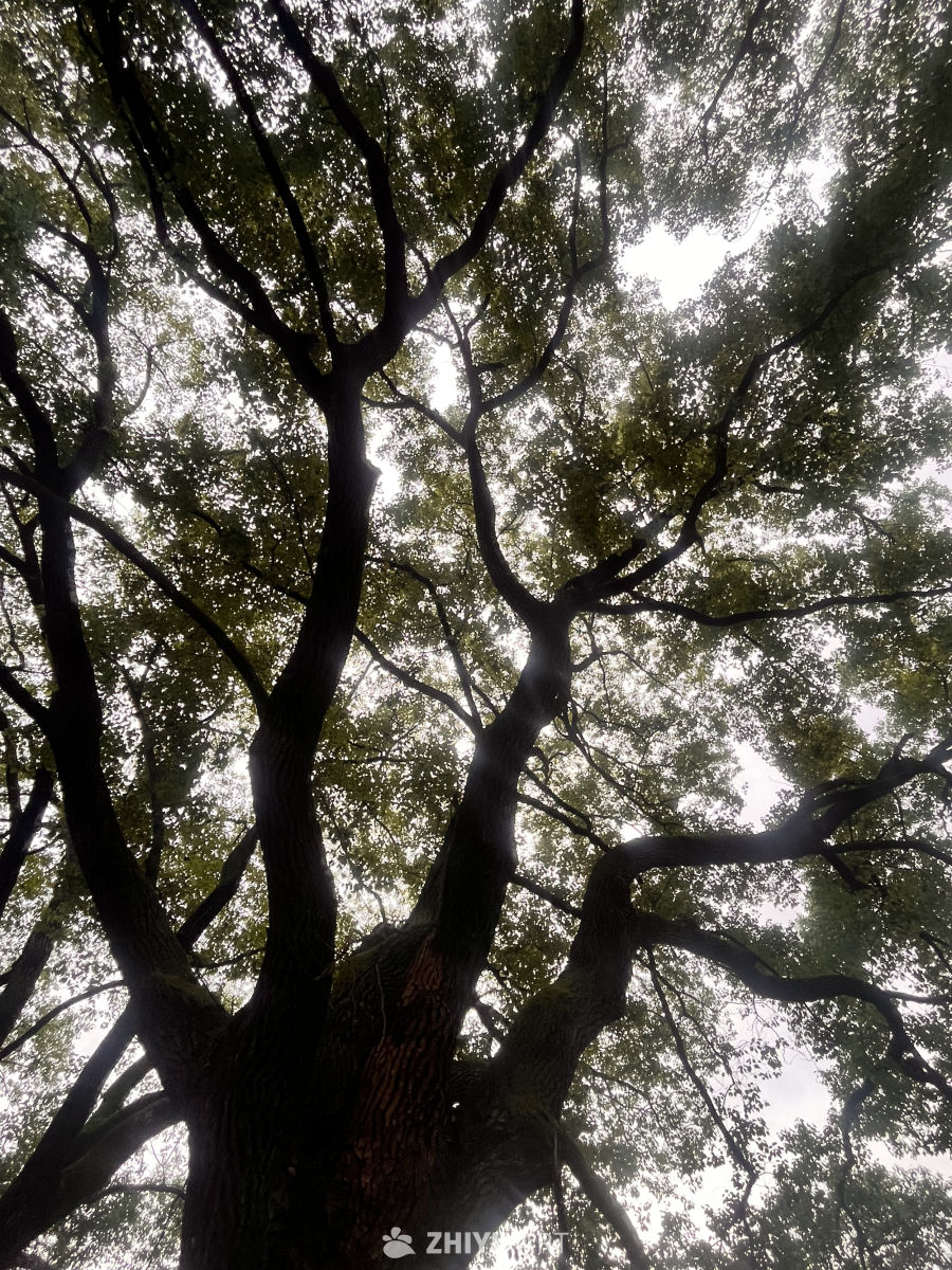 仰望大树的天空