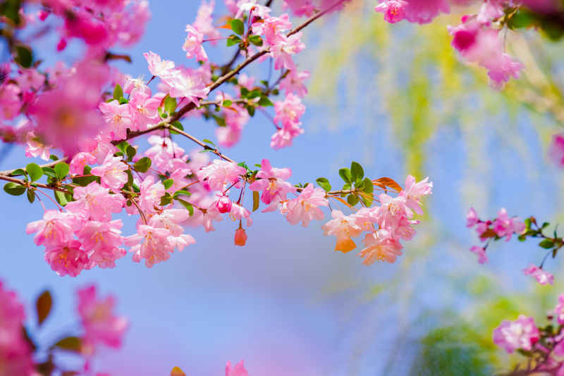 海棠花开 15