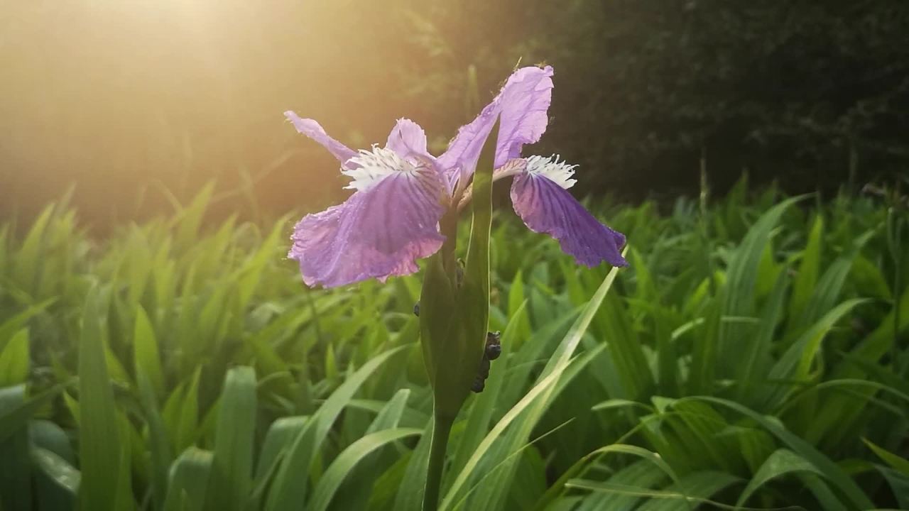 晨曦中的紫色鸢尾