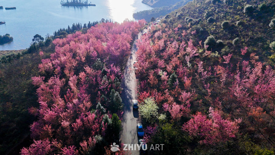樱花大道