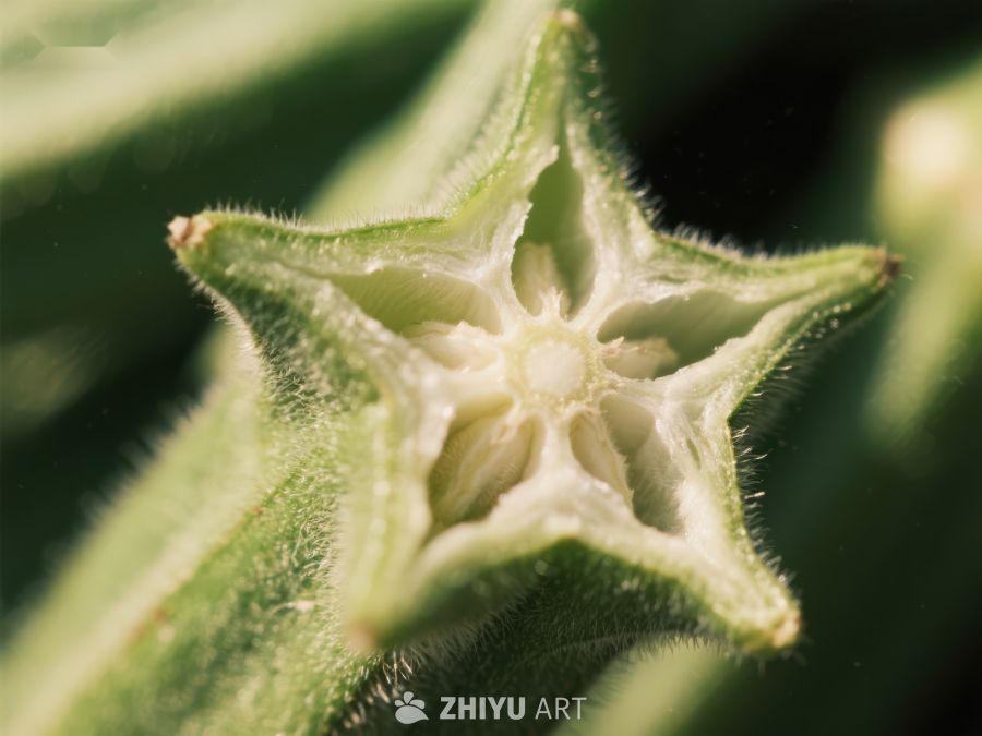 绿色植物的星形结构特写 184