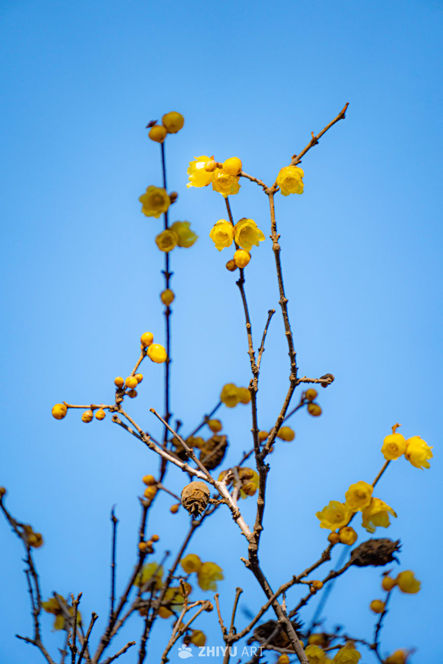 迎春花