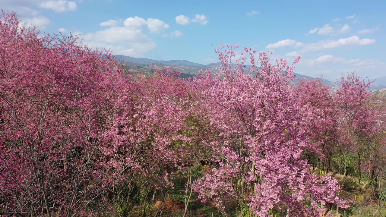 樱花航拍