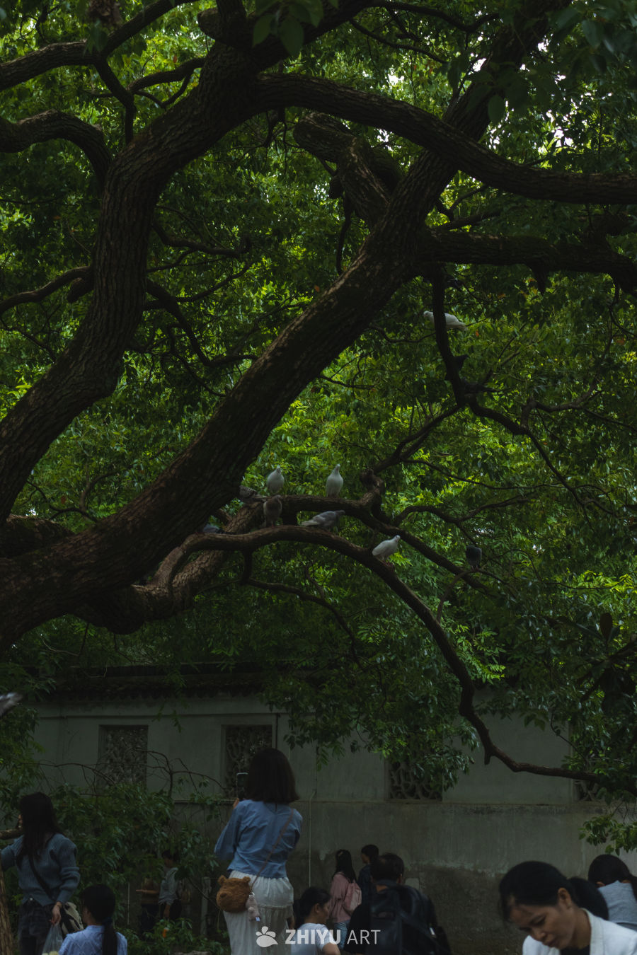 树下鸽影与游人