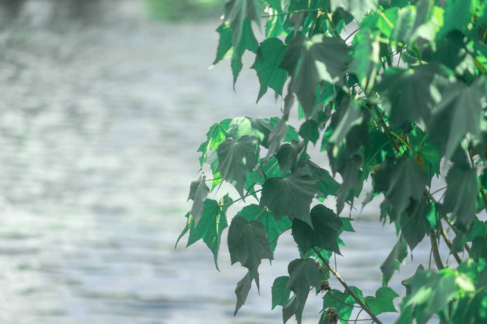 夏