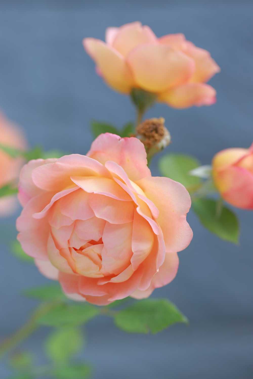 月季花