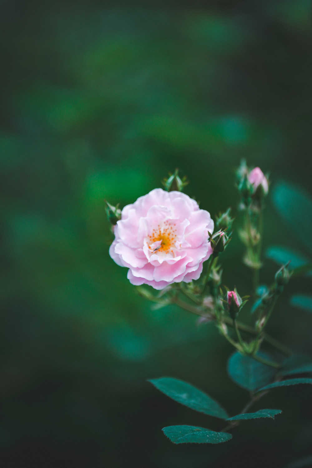 蔷薇花开