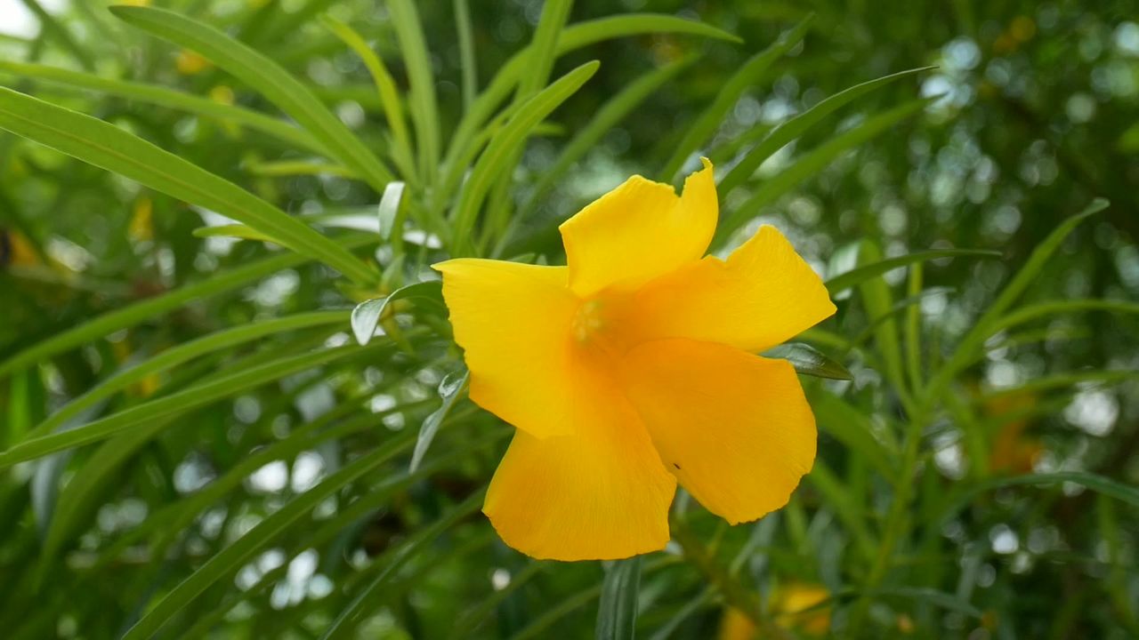 风中的黄花夹竹桃花特写