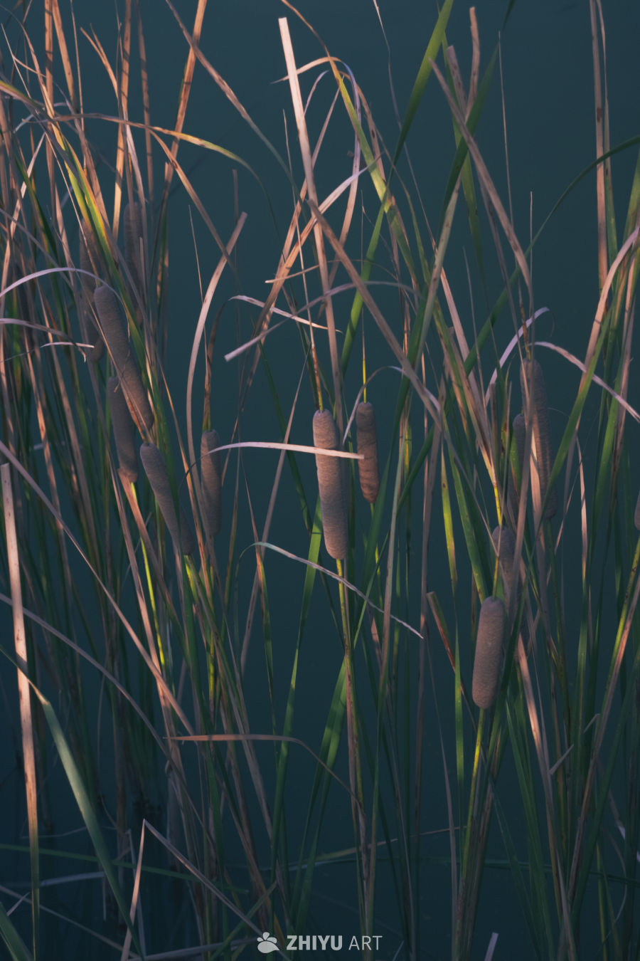 水边芦苇随风轻摆