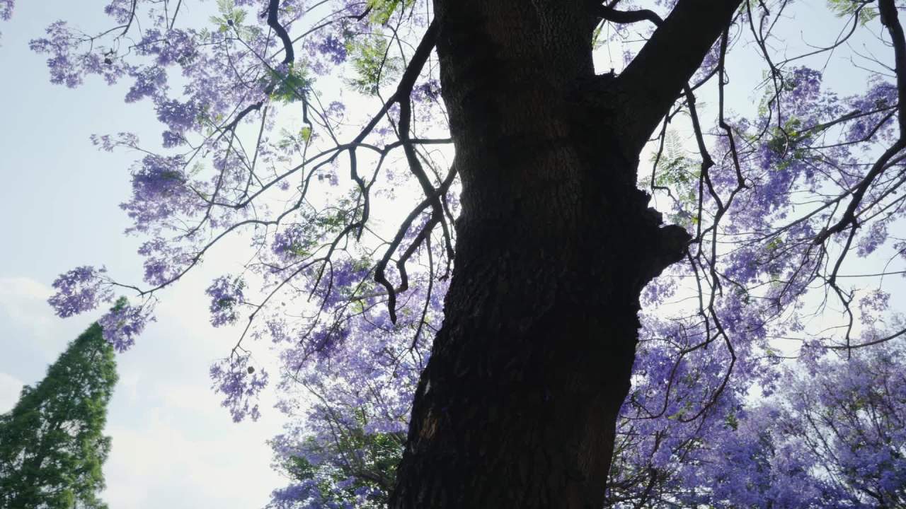 紫花树下的阳光