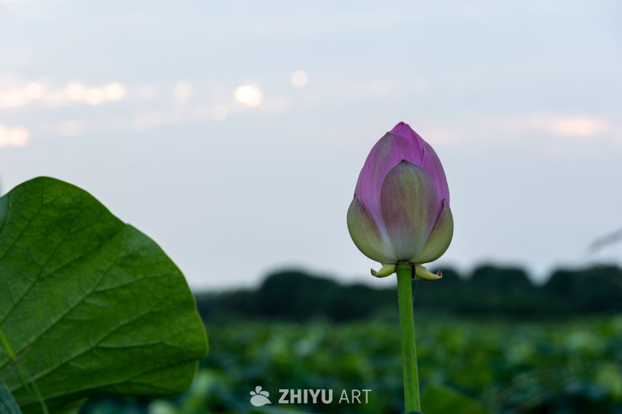 荷花 9