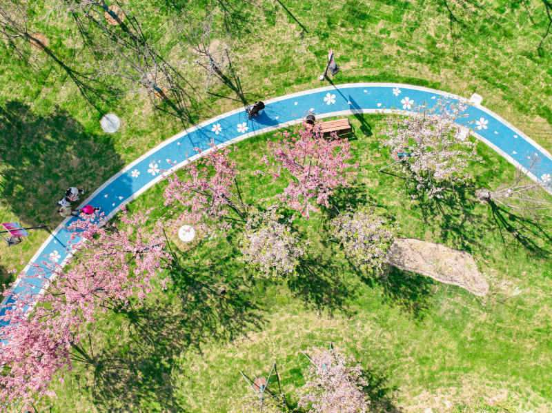 樱花 13