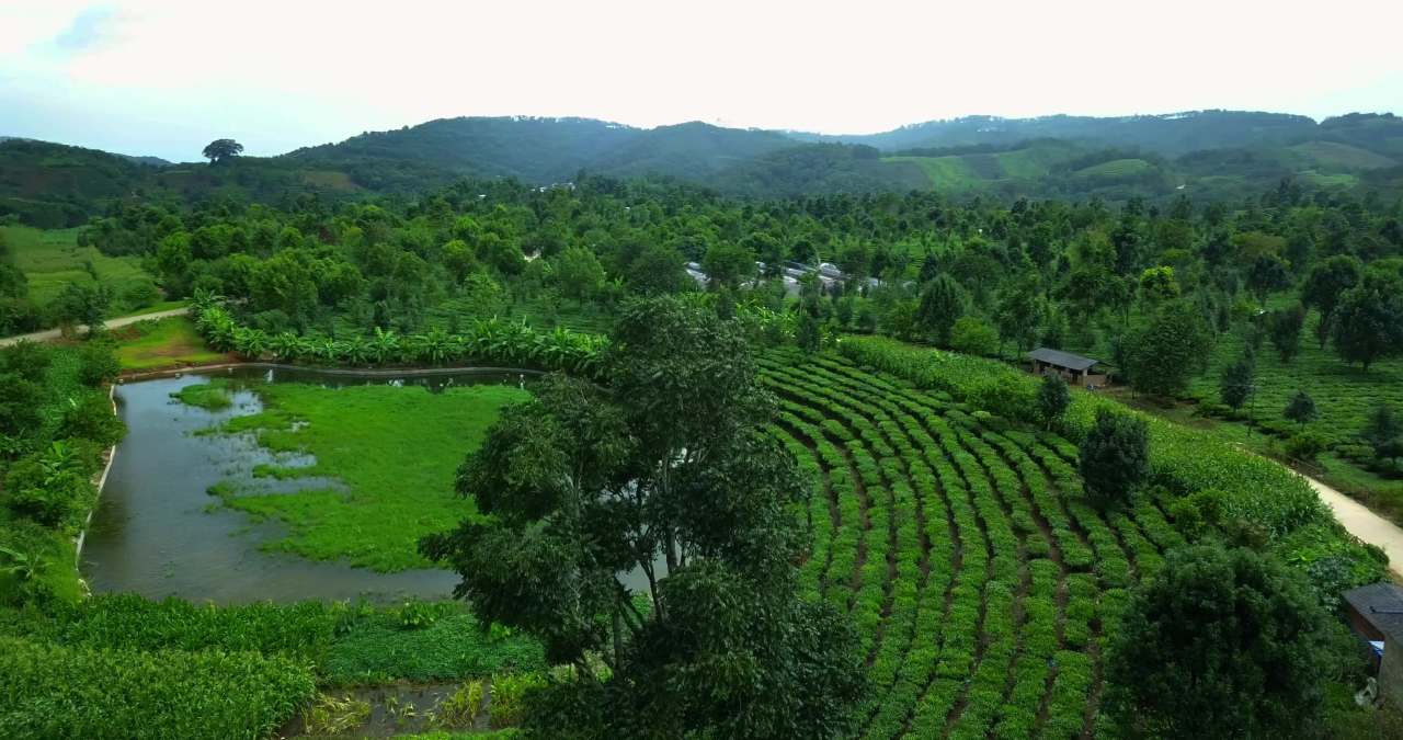 茶园风光