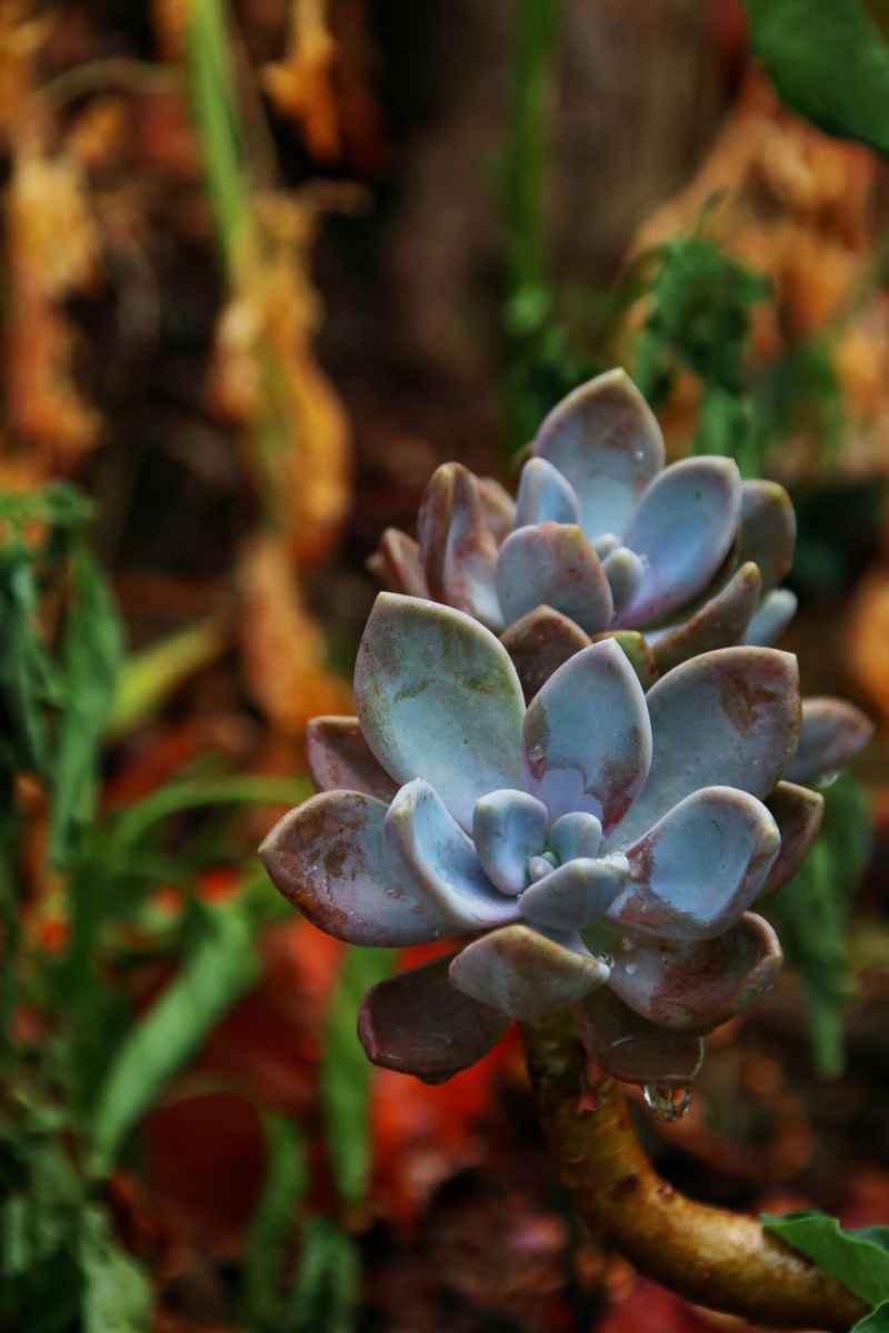 植物