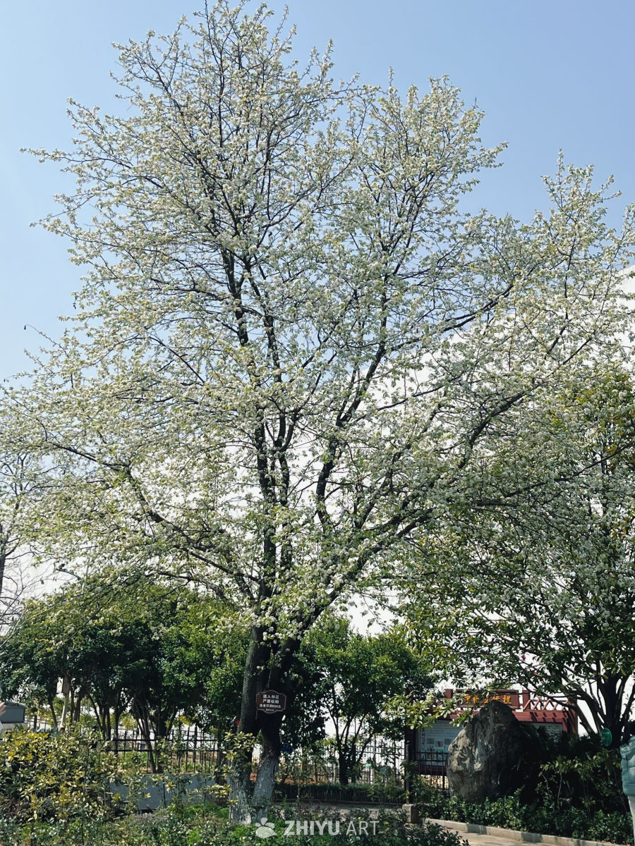 春日花开满树