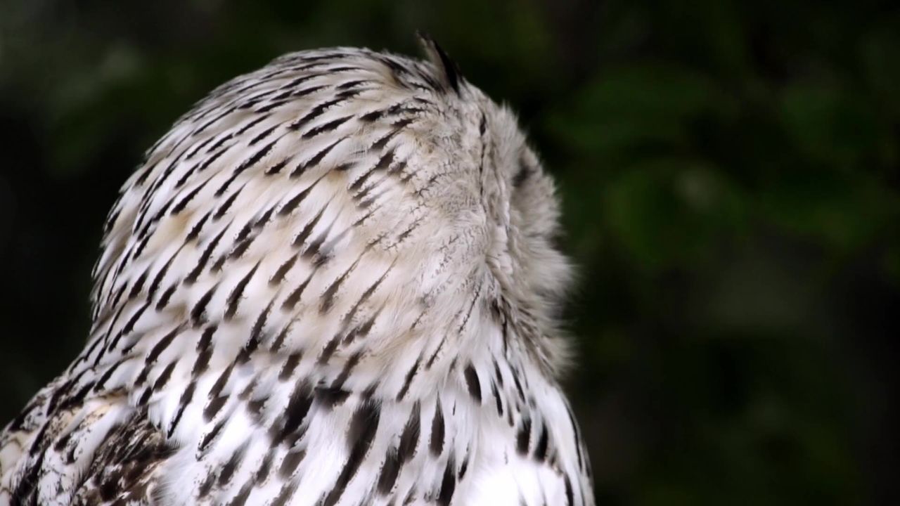 猫头鹰动物鸟自然