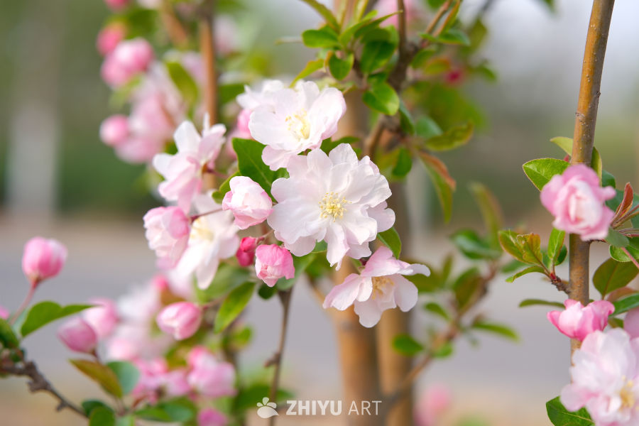 春天海棠花 47