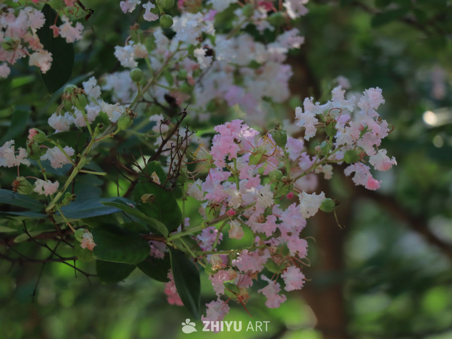 紫薇花开映春光