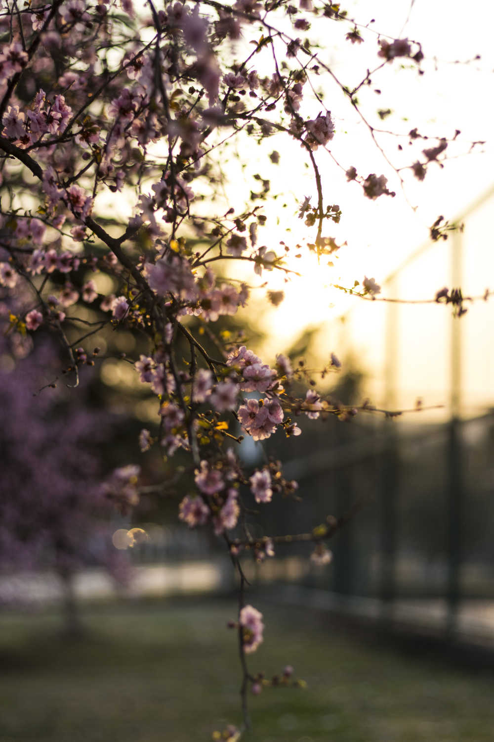 花2