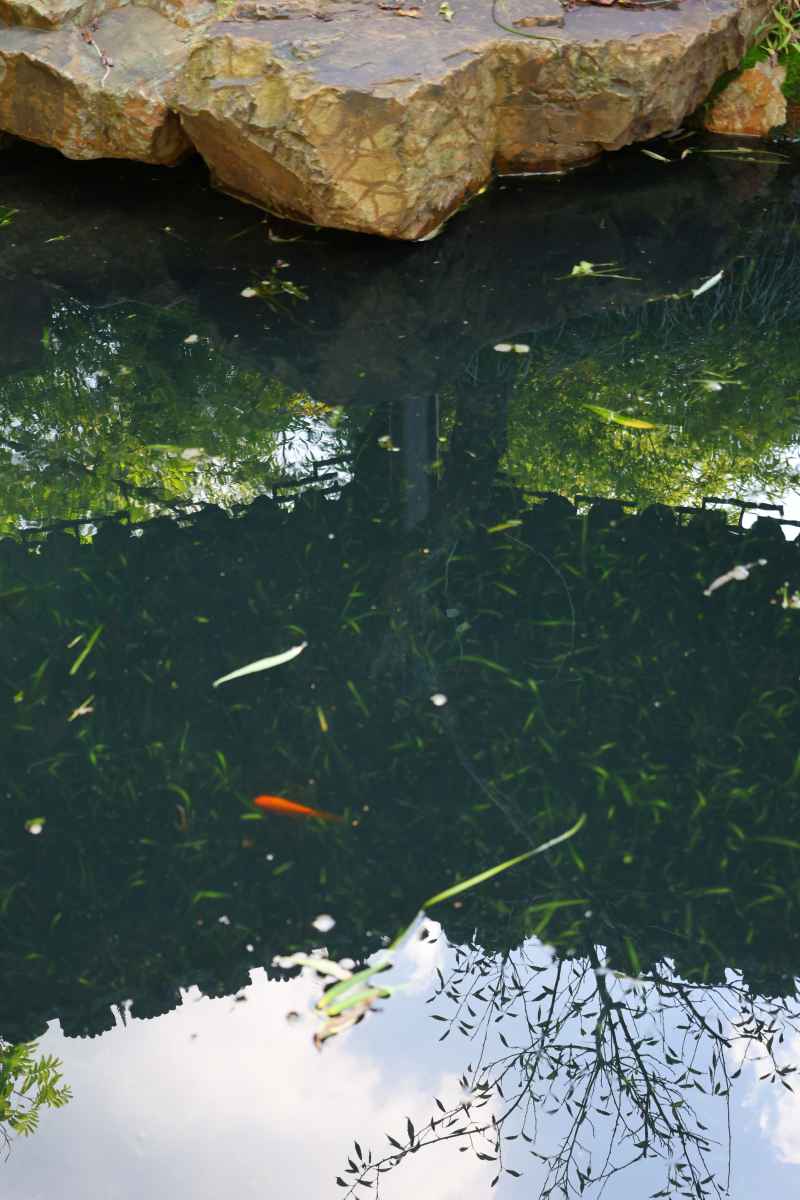 池鱼