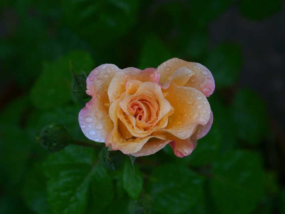 玫瑰花